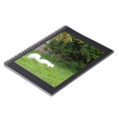 Carnet Écureuil Albino (Côté gauche)