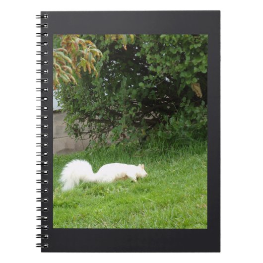 Carnet Écureuil Albino (Devant)