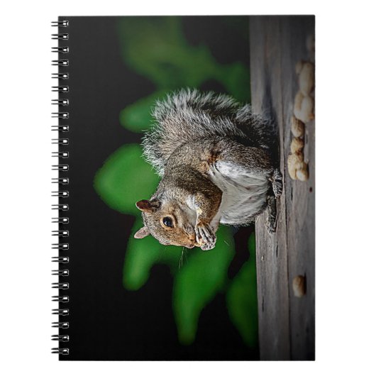 Carnet Écureuil aux cacahuètes (Devant)