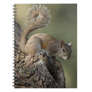 Carnet Écureuil gris de l'Est, ou écureuil gris