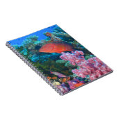 Carnet éducation Pseudanthias (Pseudanthias (Côté Droit)