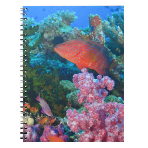 Carnet éducation Pseudanthias (Pseudanthias