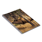 Carnet élan, Cervus elaphus, taureau claironne dans un br (Côté Droit)