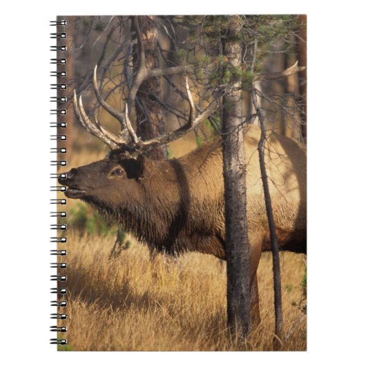 Carnet élan, Cervus elaphus, taureau claironne dans un br (Devant)