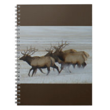 Élan mâle E64 courant dans la neige