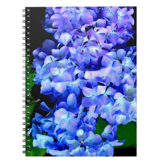 Carnet Élégant bleu violet clair magenta hydrangée floral (Devant)