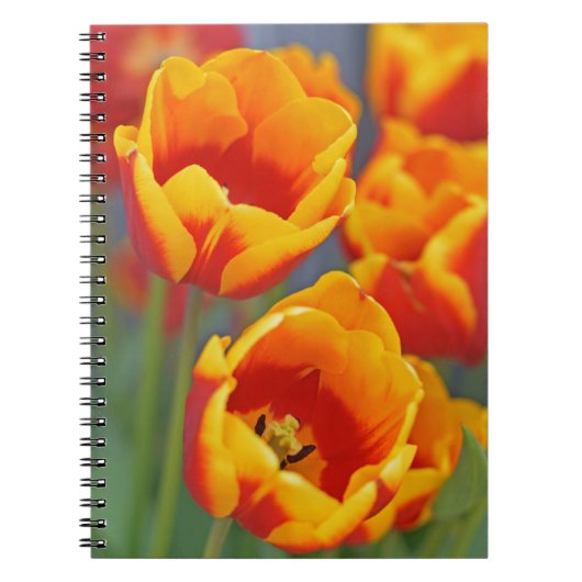 Carnet Élégant Tulipe jaune et rouge FLower Portrait (Devant)