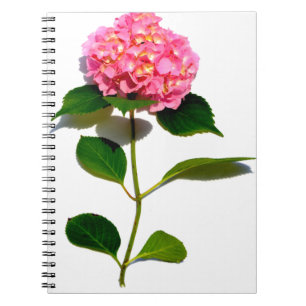Carnet Elégante hydrangée rose fleurie rose