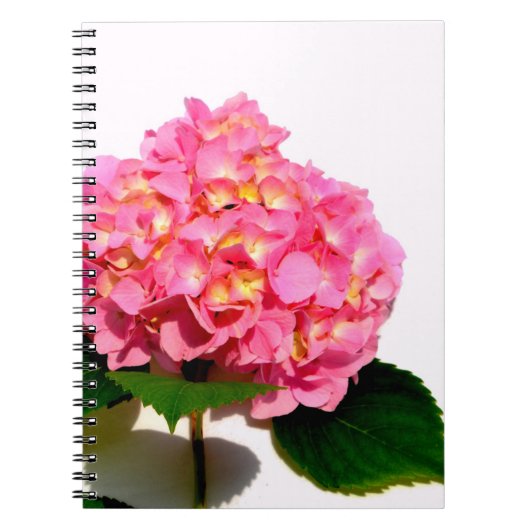 Carnet Elégante hydrangée rose fleurie rose (Devant)