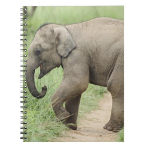 Carnet Éléphant bébé suivant sa mère, Corbett