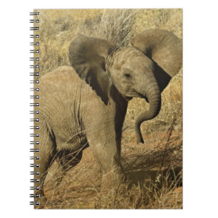 Carnet Éléphant d'Afrique bébé, Loxodonta Africana,