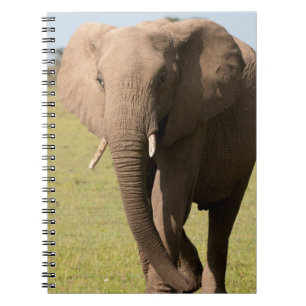 Carnet Éléphant d'Afrique (Loxodonta Africana), Maasai