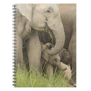 Carnet Éléphant indien / asiatique et jeune, Corbett 3