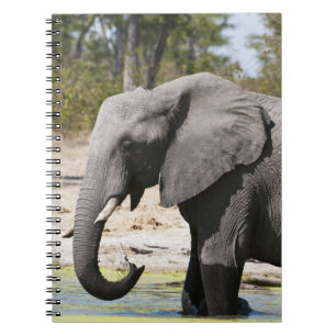Carnet Éléphant (Loxodonta africana), chenal de Savute