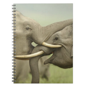 Carnet Éléphants asiatiques indiens s'amusent à se battre