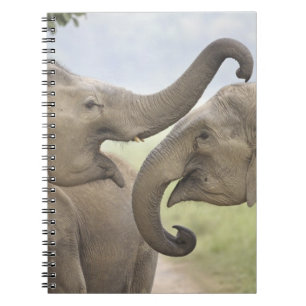 Carnet Éléphants asiatiques indiens s'amusent à se battre
