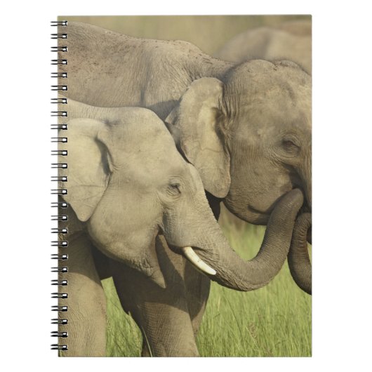 Carnet Éléphants d'Asie indiens (Devant)