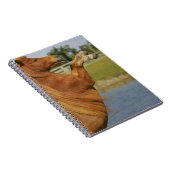 Carnet Élevage miniature de cheval (Côté Droit)