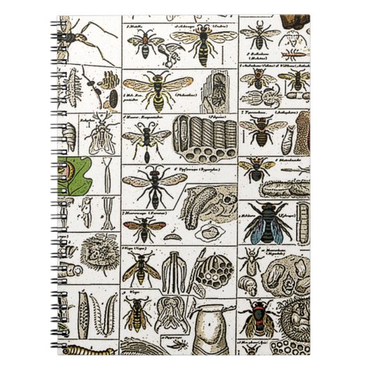 Carnet Entomologie vintage (Devant)