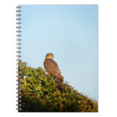 Carnet Épervier (Devant)