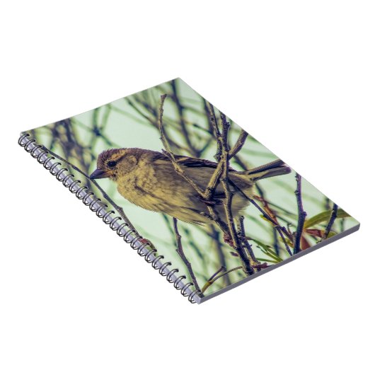 Carnet Épervier dans l'arborescence (Côté Droit)