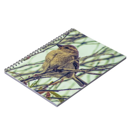 Carnet Épervier dans l'arborescence (Côté gauche)