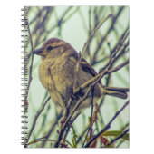 Carnet Épervier dans l'arborescence (Devant)