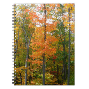 Carnet Érables en automne Photographie de la nature