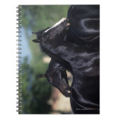 Carnet Éraflure arabe de cheval (Devant)