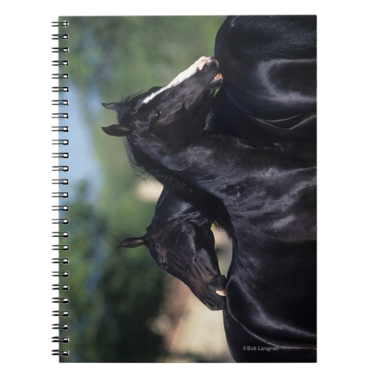 Carnet Éraflure arabe de cheval (Devant)