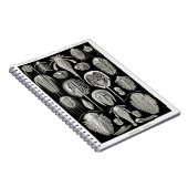 Carnet Ernst Haeckel Aspidonia (Côté Droit)