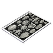 Carnet Ernst Haeckel Aspidonia (Côté gauche)