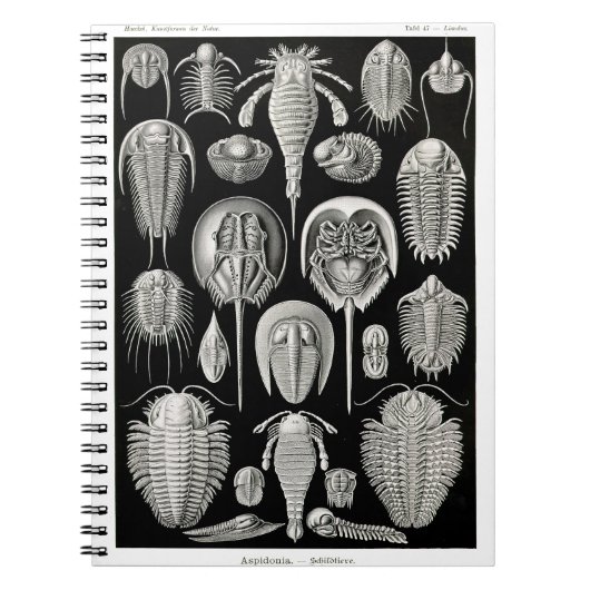 Carnet Ernst Haeckel Aspidonia (Devant)