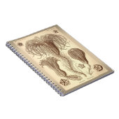 Carnet Ernst Haeckel- Crinoids (Côté Droit)