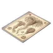 Carnet Ernst Haeckel- Crinoids (Côté gauche)