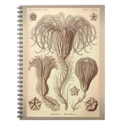Carnet Ernst Haeckel- Crinoids (Devant)