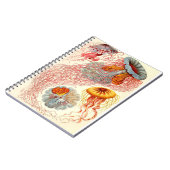 Carnet Ernst Haeckel "Discomedusae - Desmonema" (Côté gauche)