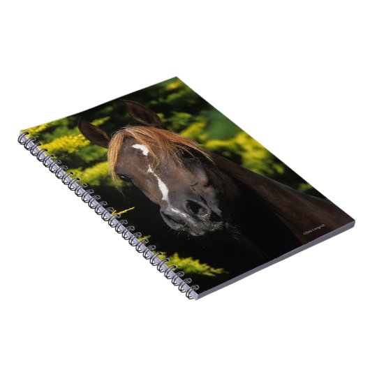 Carnet Étalon Arabe (Côté Droit)