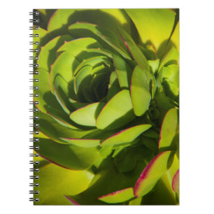Carnet États-Unis, Californie. Gros plan sur une plante d