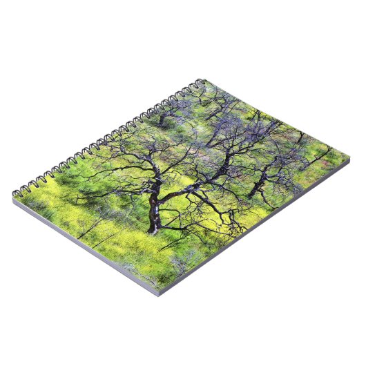 Carnet États-Unis, Californie, San Diego. Une forêt de ch (Côté gauche)