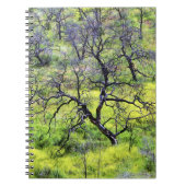 Carnet États-Unis, Californie, San Diego. Une forêt de ch (Devant)