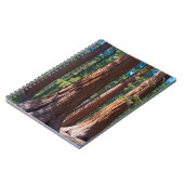 Carnet États-Unis, Californie. Troncs de séquoia, Maripos (Côté gauche)