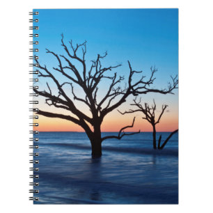 Carnet États-Unis, Caroline du Sud, île d'Edisto, Botany 