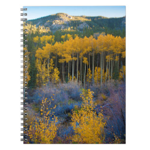 Carnet États-Unis, Colorado. Trembles jaunes brillants da