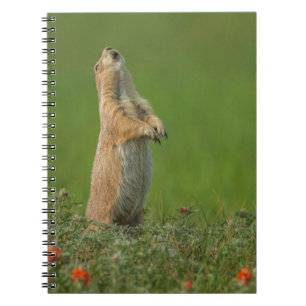 Carnet États-Unis, Dakota du Sud, parc d'État de Custer