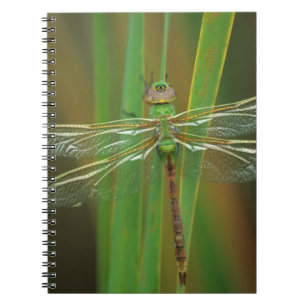 Carnet États-Unis, Géorgie. Libellule darner vert sur des