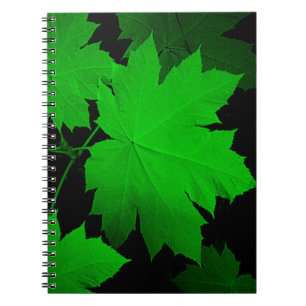 Carnet États-Unis, Kansas, feuilles de chêne dans la lumi