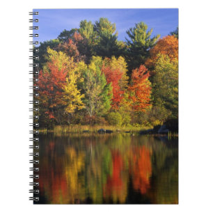 Carnet États-Unis, New Hampshire, Moultonborough. Arbres 
