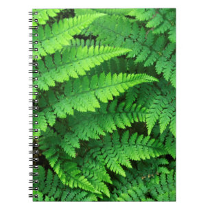 Carnet États-Unis, Washington, Parc national Olympique, A