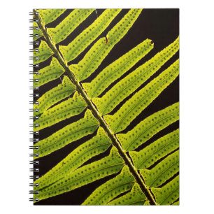 Carnet États-Unis, Washington, Parc national Olympique, R